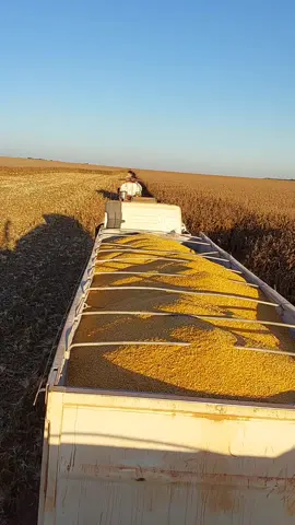 🌍🚚🌾🌽✅️ #agroétop #agroéshow #safra #milho #colheita #safradomilho🌽🌽🌽🚜🇧🇷 #matogrosso #boracolher #rodocacamba #carregar #descarregar #FH540 #volvo #cargueiro #diamantino #brasil🇧🇷 