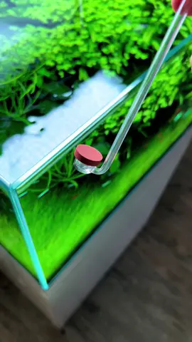 This is how my aquarium plants look so vibrant, lush and healthy #aquarium #fishtank #plantsoftiktok #plants #tiktok #fypage #garden #water 