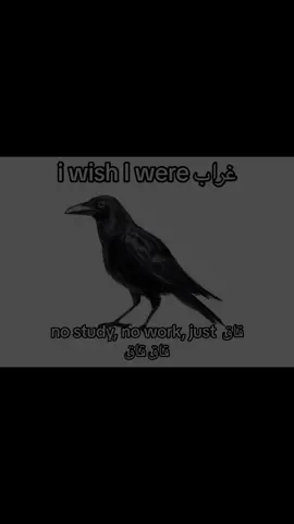 real.                                                           #crow #study #work #real 
