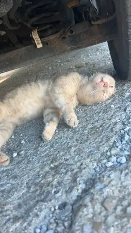 I touched the local feral cat today. He was asleep under my car. I thought he was dying. He is not.  #cats #funnycats #catsoftiktok #hisnameischilidog 
