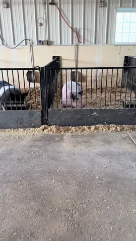 Besties for sure #dogsoftiktok #dog #dogs #winstonandthepigs #showpigsoftiktok #showpig #showpigs #goldensoftiktok #goldenretrieverlife #golden #goldens #goldenretrievers #fyp #foryou #viral #fypage #pigs #pigsoftiktok #pig #puppy #puppytiktok #farm #farmlife #breeder 