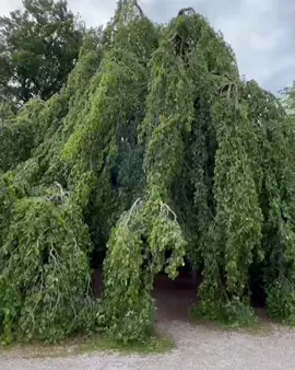 ห้องลับต้นไม้แห่งพระราชวังนึมเฟินบวร์ก เยอรมนี