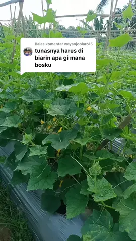 Membalas @wayanjoblar615 seperti itu boskuh. #youngfarmer #tatanifarm #farmers #petanimilenial #hobitani #bertani #berandafyp #p4seitatsu #petaniindonesia🇮🇩🇮🇩🇮🇩🌿🌿 #petanimudasukses #petmilpurwakarta #timun #kitabbertani 