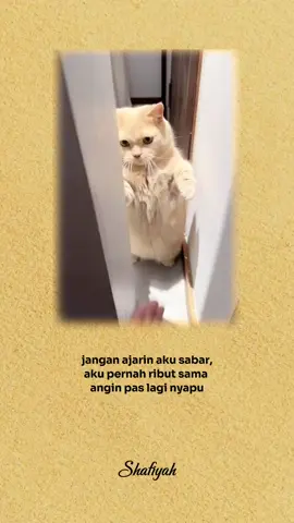 #quotes #quotestory #storywa #kucinglucu #fyppppppppppppppppppppppp #viralvideo @zakiagibrahid 