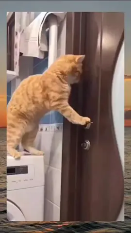 Smart Cats👏😂 #dog #cat #cute #catvideo #cutcat #funny #pet #funnyvideo #kitty #foryou  #keşfetbeniöneçıkar 