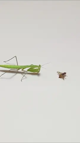 Mantis attacking fly #mantis #prayingmantis #insects #fyp #foryou 