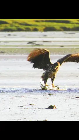 #amazinganimalsworld #wildlifeoftiktok #wildlife #fyp 