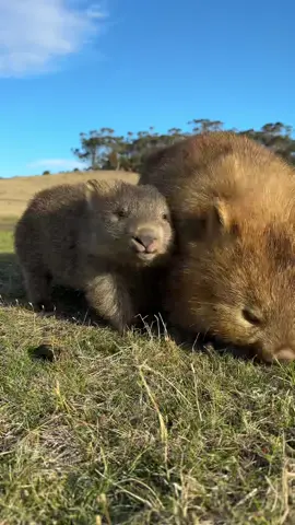 A day in a wombats life #funnyanimals #wildlife #australia #animalsoftiktok #wombat 