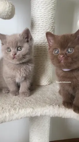 Pawfect 👌🤎🐻 #brownbritishshorthair #browncat #browntiktok #chocolatecat #cutekitten #fyp #kittensoftiktok #cinnamonbritishshorthair #catsoftiktok #meow #britishshorthair #addiction 