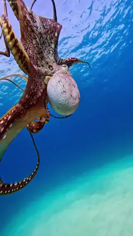The Mimic Octopus #amazingocean #octopus 