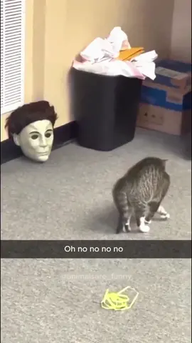 Cats make strange noises…😂 Funny cats videos #cat #funnyanimals #funnypets #fyp 