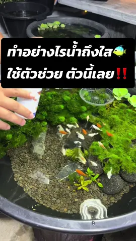 ทำอย่างไร น้ำถึงใสขนาดนี้ ใช้ตัวช่วย ตัวนี้เลยจ้า จุลินทรีย์ปรับสภาพน้ำ ตัวช่วยสร้างระบบนิเวศที่สมบูรณ์ ##จุลินทรีย์ปรับสภาพน้ํา #อ่างปลา #เลี้ยงปลา #ไม้น้ํา #ปลาสวยงาม #ปลาบอลลูน #บ้านและสวน 
