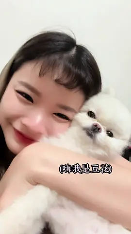 我終於錄到我們家豆花在跟金虎爺玩的畫面了#21歲 #流量動起來 #yt搜尋🔍溪湖後溪天心宮 #金虎爺 #熱門推薦 