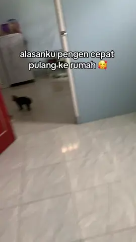 selalu di sambut hangat 🥰 #kucing #cat 