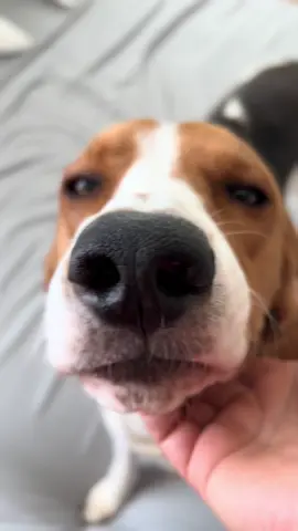 We love our Riley boy 😭 he is seriously the sweetest, biggest cuddle bug ever. Who would have thought a hunting dog would be the best family dog ever!! #puppylove #dogsoftiktok #roadto10k #lovehimsomuch 