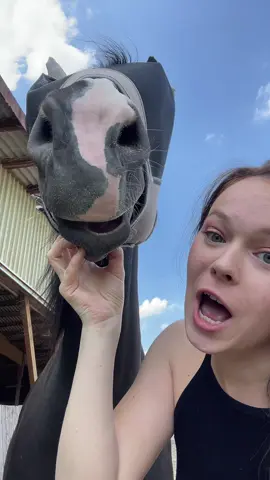 Könntet ihr das mit euren Pferden machen?😂👇🏼 #funnyhorse #horsememe #equestrian #equestrianlife #offenstallliebe #horseriding #hallöle 