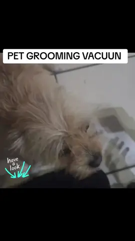 Pet Grooming Vaccun oferta de summer day acaba mañana  consiguelo en em carrito anaranjado part 6 #ttsacl #ttsrecharge #tiktoksummersale #summerstyle #sale #TikTokShop #tiktokmakemebuyit #dealdash #promocionandoconbrigitte #pet #pets 