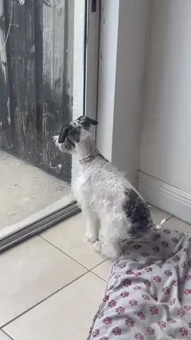 La coneja brincolina 🐶✨🐇#schnauzer #perritos #mascotas #happydog #parati #dogsoftiktok #perrostiktok 