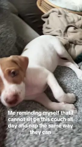 I should be editing😅🐾🐶#MemeCut #puppylove #creatorsearchinsights 