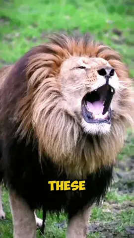 CAN DOGS 👑DOMINATE A LION 🦁?😱🔥#kangal #caucashianshepherd #boerboel #tibetanmastiff #alabai #centralasianshepherd #centralasianshepherddog #tibetanmastiffdog #kangaldog #pitbulldog #caucasianshepherddog #boerboeldog #alabaidog #strongestdogs #top5strongestdogs #top10strongestdogs #top12strongestdogbreeds #top10strongdogbiteforce #topbravestdogs #dogs #bravestdogs  #topstrongestdogs, #topstrongestdogbreeds, #top10strongestdogbreeds, #top10strongestdogs, #top10strongestdogbreedsintheworld, #strongestdogbreeds, #top5strongestdogbreeds, #top5strongestdogbreedsintheworld, #whichisthestrongestdog, #whichdogbreedsisstrongestintheworld, #germanshepherddogstunts, #germanshepherdstunts, #strongdogs, #abd #allbreeddogs #abdallbreeddogs  #pitbull #pitbulldog #americanbully #americanbulldog #rottweiler #leonberger #dogoargentino #dogocanario #presacanario #englishmastiff #doguedebordeaux #tosainu #canecorso #bandog #kangal #shorts #dog #dogs #doglover #doglovers #dogsoftiktok  दुनिया का सबसे ताकतवर कुत्ता कौन सा है? Top 12 strongest dog bite force👍#shorts दुनिया के 12 सबसे Highest Bite Force वाले कुत्ते!👍Top 12 strongest dog bite force. videos highlights 👇 दुनिया का सबसे ताकतवर कुत्ता कौन सा है? पिटबुल डॉग का बाइट फोर्स कितना है? ऐसा कौन सा कुत्ता है जो शेर को मार सकता है? इंडिया का नंबर वन डॉग कौन सा है? Top 12 strongest dog bite force. कुत्ते कितने प्रकार के होते हैं kaun se kutte ka bite force sabse Jyada Hota Hai. सबसे अच्छा कुत्ता कौन सा होता है?  bandog bite force, English Mastiff bite force, Rottweiler bite force, American bulldog force, cane corso bite force, Pitbull bite force, Dogo Argentino bite force, Kangal bite force, इंडिया का नंबर वन डॉग कौन सा है, ऐसा कौन सा कुत्ता है जो शेर को मार सकता है, पिटबुल डॉग का बाइट फोर्स कितना है, दुनिया का सबसे ताकतवर कुत्ता कौन सा है, Top 12 strongest dog bite force, दुनिया के 12 Highest Bite Force वाले कुत्ते , दुनिया के सबसे खतरनाक कुत्ते । Top world most dangerous dogs breeds #shorts world most dangerous animals pet lovers status german sheperd vs pitbull rottweiler vs pitbull pitbull vs rottweiler pitbull dogs lover status rottweiler dog status german sheperd price pitbull price in india dog market in india, khatarnak kutta bharat ka sabse khatarnak kutta sabse khatarnak kutta kaun hai duniya ka khatarnak kutta sabse khatarnak kutta ka naam sabse khatarnak kutta dog duniya ki sabse khatarnak kutta sabse jyada khatarnak kutta खतरनाक कुत्ता khatarnak kutta kaun sa hai खतरनाक कुत्ता कौन सा है khatarnak kutta ki ladai dog breed dog breeds largest dog breeds biggest dog breeds dog breeds in india dog breeding dog breed names dog breeds banned in india dog breeders near me dog breeds price डॉग ब्रीड्स best dog breed most intelligent dog breeds most aggressive dog breeds smallest dog breeds strongest dog breeds small dog breeds tallest dog breed most expensive dog breeds dog the power of the dog dog breeds clifford the big red dog small dog breeds pitbull dog dog adoption dog barking sound boy dog names big dog breeds  kutte. #shorts Videos highlight 👍 Duniya ka sabse takatvar kutta. Duniya ka sabse Khatarnak kutta. Duniya Ke 10 khatarnak kutte. Duniya ka sabse khatarnak kutta Pitbull. Bharat ka sabse khatarnak kutta. Duniya Mein sabse dangerous kutta kaun sa hai. number Van per kaun sa dog Hai. sa bse khatarnak kutte ke naam. world dangerous dog name. khatarnak dog name. sab se khatarnak Pitbull. 1  Rottweiler. 2  Pitbull. 3 c canecorso. 4 Dogo Argentino. 5 Kangal. #Duniyakasabsetakatvarkutta #DuniyaKe10sabsekhatarnakkutte #DuniyakasabsekhatarnakkuttaPitbull #Bharatkasabsekhatarnakkutta #DuniyaMeinsabsedangerouskuttakaunsahai #numberVanperkaunsadoghai #DuniyaMeinsabsekhatarnakkuttekenaam #khatarnakkuttkenaam #DuniyaKe10khatarnakkutte #sabsekhatarnakkuttekenaam #Rottweiler #Pitbull #canecorso #DogoArgentino #Kangal #viral #shorts #kangaldog #rottweilerdog #dogoargentinodog #pitbulldog #canecorsodog #alabai #alabaivspitbull #pitbullvsalabai #alabaidog #alabaivideo #doberman #dobermanpinscher #dobermanattack #rottweiler #rottweilerdog 