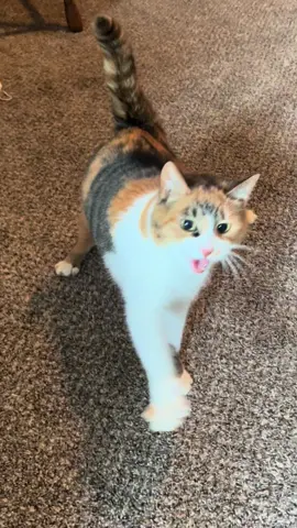 I can’t handle these voice effects😭😂 #cerebellarhypoplasia #cerebellarhypoplasiacats #chcatsoftiktok #wobblycat #catsoftiktok #calicocat #voiceover #voiceeffect #VoiceEffects #foryou #foryoupage 