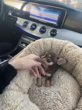 #chihuahua #chihuahuastiktok #chihuahuatoy #chihuahuatoys #чихуашка 