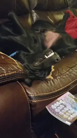 my doggo has issues #dogsoftiktok #weirdpets #fypシ゚viral 