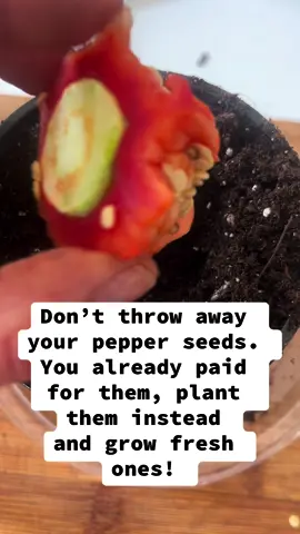 Food Hack - Regrow your store bought bell peppers #bellpepper #regrow #saveyourmoney #saveongroceries #organicgardening #gardening #redpepper #seeds #foodhacks #gardeninghacks #healthyfood #ilovegardening #vegetables 