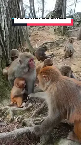 Animal sounds 🦚🐄🐓🐕🐑 Cow, dog, cat, pig, monkey,  rooster, geese, goat,  peacock 🤠 #animals 