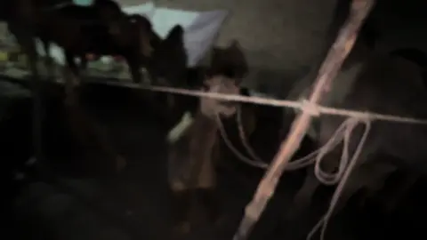 250 mein deal done✅ lakin👀.          Vlog ka link bio me hai subsribe karlo❤️🙈 #foryou #foryoupage #camelmandi 