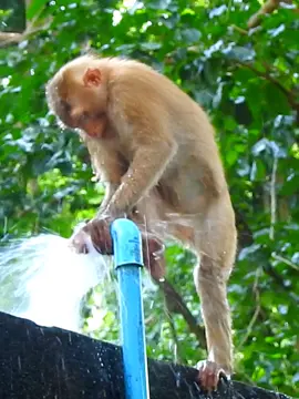 OMG Really curious monkey so funny 😁 😂  #funnymonkey #smartmonkey #popularvideo #newbornmonkey #monkey #animalsvideo 