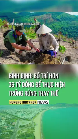 Bình Định: Bố trí hơn 36 tỷ đồng để thực hiện trồng rừng thay thế. #honghotquynhon , #binhdinh77 , #binhdinh , #chuyencuaquynhon 