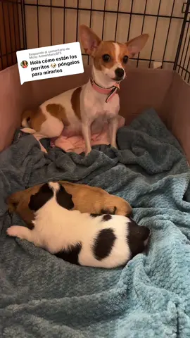 Respuesta a @Mony Armendariz873 🐶🐶🐶🥰 #fyp #parati 