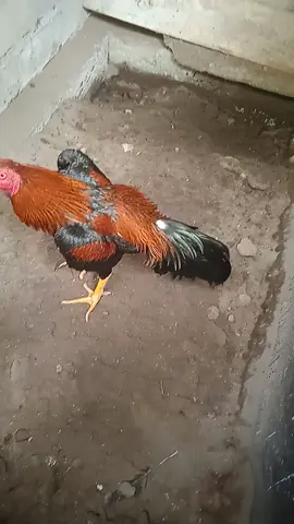 jangan lihat lawanmu,tpi buatlah lawanmu melihat siapa yang dilawan🔥🔥 salam satu hobii #salamsatuhobby #peternakayambangkok #phanat #bangkok #ayambangkoksuper #rjf #pakhoy 