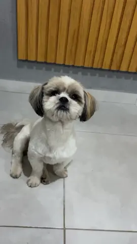 Meu Shihtzu  #shihtzu #shitzu #shitzu_lover #shitzulove #shitzufilhote #shitzubrasil #pets #pet #petlover #PetsOfTikTok #dog #shihtzusoftiktok #shihtzubrasil #shihtzulovers 