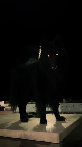 Drako#pastorbelga #groenandael #foryou #fyp 