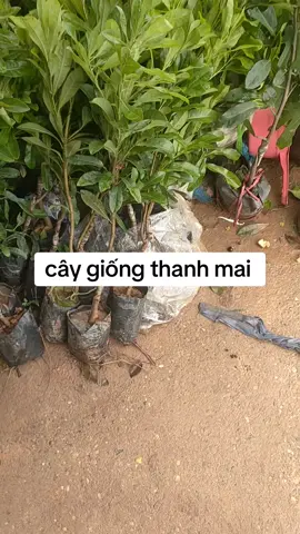 cây giống thanh mai siêu đẹp , bác nào cần ấn tay vào giỏ hàng họ e #caycanh #viral #xuhuong #thanhmai 