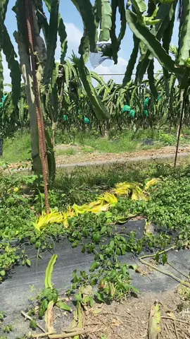 Nắng jui muốn về nhà không muốn ở nữa
