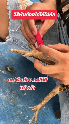 วิธีพันก้อยไก่ชน#ไก่ชน #อุปกรณ์ไก่ชน 