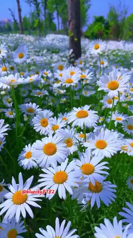 #cèlinedion #💕🍃💕🍃💕🍃💕🍃💕🍃 ##beautiful #music #amazing #unique #viral #fyp #explore #viralvideo #lovelife #amor #best #viraltiktok #foryou #video #nice #greatestlovesong #greatestlove #musician #4u #f # fypage #flowers #naturebeauty # #nicescenery #naturelover  #niceview #stunning  #amazingview #relaxing  #livewallpaper  #videobackground  #freetouse #longervideos  #viral #trending #foryoupage  #foryou 