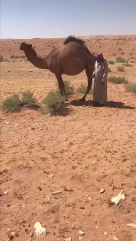 حصري المنقيه