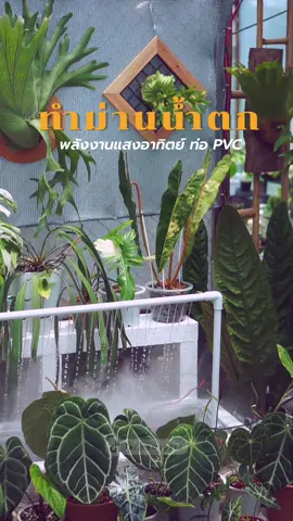 ทำม่านน้ำตกพลังงานพลังงานแสงอาทิตย์ ☀️ #i#ifplantsฝ#ฝ้ายชอบปลูกต้นไม้ค#คนรักต้นไม้ป#ปลูกต้นไม้ป#ปลูกผักป#ปลูกผักกินเองป#ปลูกต้นไม้เรื่องง่ายๆส#สวนผักส#สวนผักข้างบ้านโ#โต๊ะปลูกผักโ#โต๊ะปลูกผักสลัดม#มือใหม่หัดปลูกp#plantsp#plantsoftiktokg#gardeng#gardeningv#vegetablev#vegetablegardenบ#บ้านสวนบ#บ้านและสวนt#tiktokแต่งบ้านช#ชั้นวางของช#ชั้นวางต้นไม้ต#ต้นไม้ฟอกอากาศต้นไม้มงคล #ม่านน้ําตก #น้ําตก #ตกแต่งสวน 