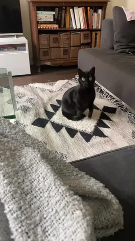 #cats #aliens #files #lifeforlife #miaaauw #livelaughlove 