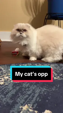 I need Louie to be so fr right now 💀#catsoftiktok 