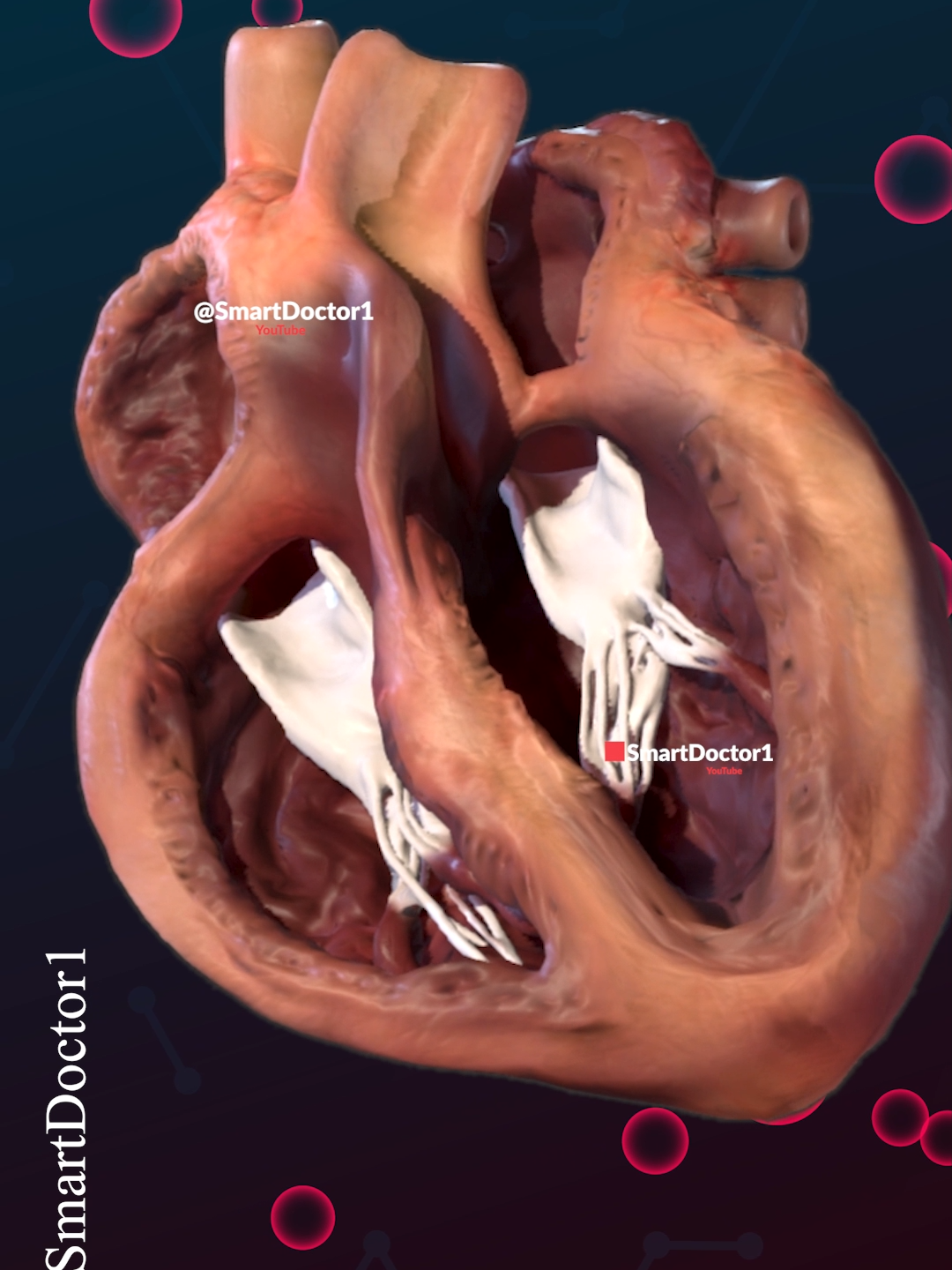 The Super Machine is Your Heart 🫀 . . . #heart #cor #сердце #القلب #心臓 #दिल्ली #मुटु #심장 #le_cœur #הלב #হৃদয় #kalp #coração #herz #pregnancy #baby #anatomy #pregnant #medicina #doctor #america #임신 #妊娠 #gravidez #fetal #Childbirth #طفل #infan #베이비 #ولادة