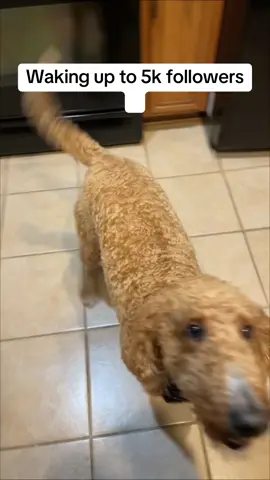 Hell yeah mother puppers!! #fyp #foryoupage #parati #dogsoftiktok #dog #dogpackchallenge #fyyyyyppppp #doglovers #THElashgirl #fypシ゚viral #milliondollarbaby