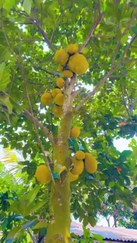 আমাদের গাছের কাঁঠাল🍃 আমি কাঁঠাল খেতে পছন্দ করি না! কিন্তু গাছে ধরা যে কোনো ফল, ফুল আমার দেখতে অনেক ভালো লাগে🥰#কাঁঠাল #jackfruit #প্রাকৃতিকসৌন্দর্য #গ্রামবাংলা #foryou #foryourpage #tiktok #viewers #viral #viralvideo #fyp #fypシ #support #bdtiktokofficial @TikTok @TikTok Bangladesh  