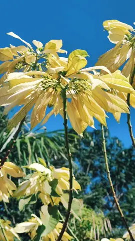 Bico de Papagaio 💛 . . . . . #natureza #flores #naturaleza #naturelovers #flores #meujardim #nature #naturaleza #naturelover #bicodepapagaio #paisajes #relaxing #sitio #foryou 