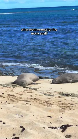 Monk seal appreciation post! We got lucky twice in a week and saw not just one, but TWO babies both times! #monkseal #hawaii #oahu #endageredspecies #worldoceansday 