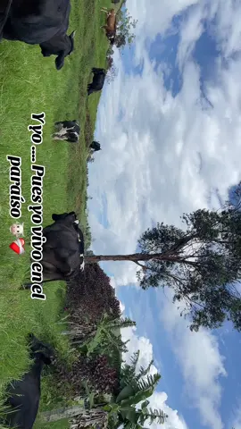 ⛰️🐮😍❤️‍🩹.                                        #ituangoantioquia #hermoso #paisajes #parati #paratiiiiiiiiiiiiiiiiiiiiiiiiiiiiiii #fyp #fypシ゚viral #capcut #c #c #campo #parati 